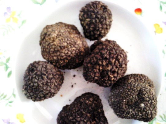 tartufo nero dell'appennino