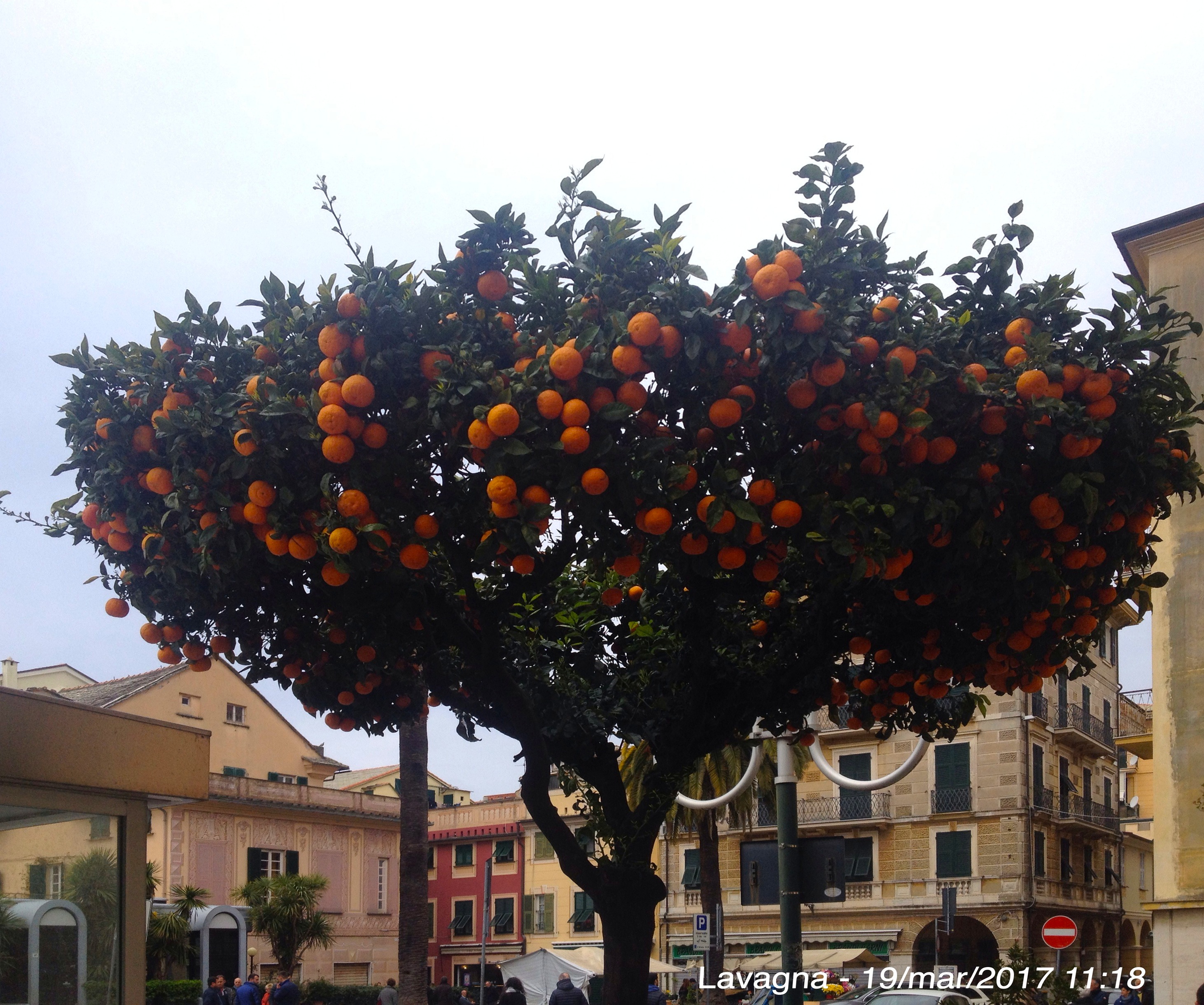 ottime per la marmellata......
