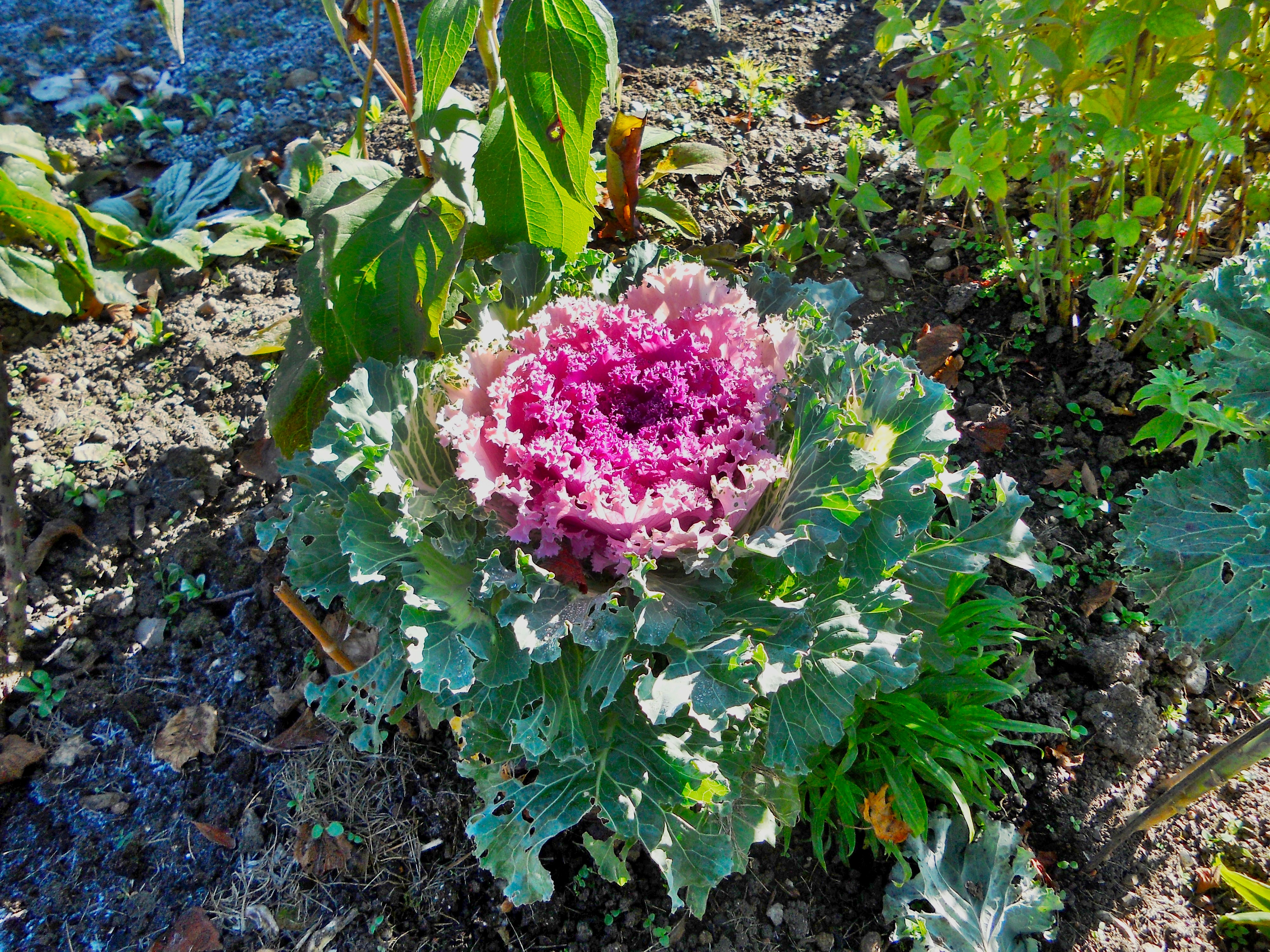 red cabbage