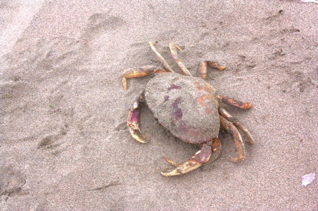 a sand crab