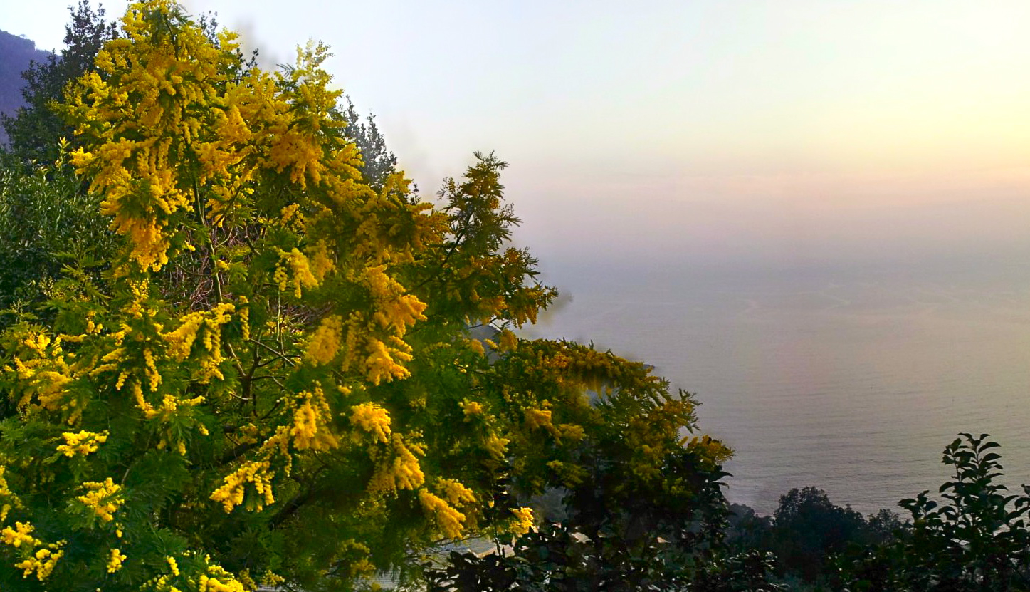 ginestrte fiorite in gennaio a San Nicolò sul promontorio di Portofino