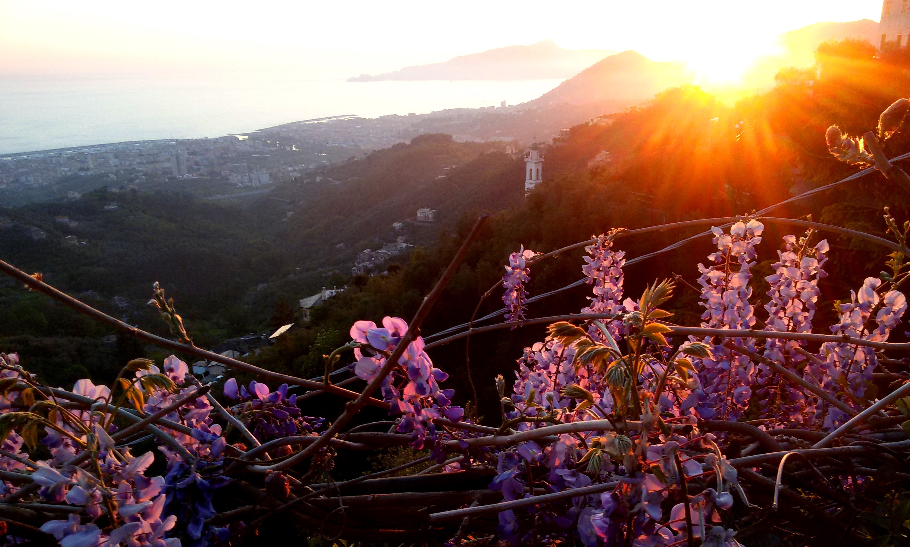 il glicine della terrazza di Larry