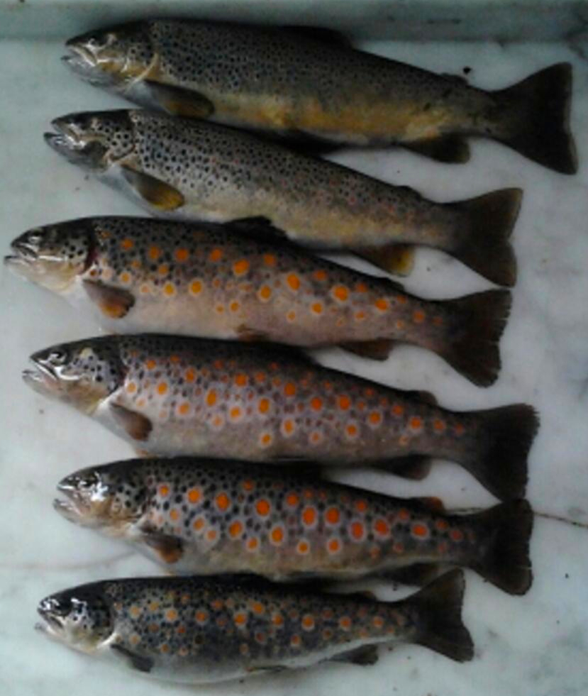 trota salmonata